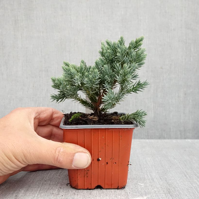Ejemplar de Juniperus squamata Blue Star - Enebro escamoso Maceta de 8/9 cm entregado en otoño