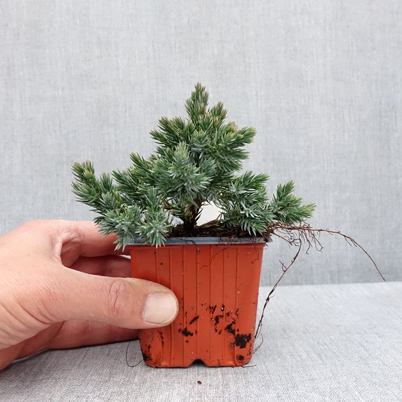 Juniperus squamata Blue Star - Enebro escamoso Maceta de 8/9 cm Ejemplar entregado en la primavera