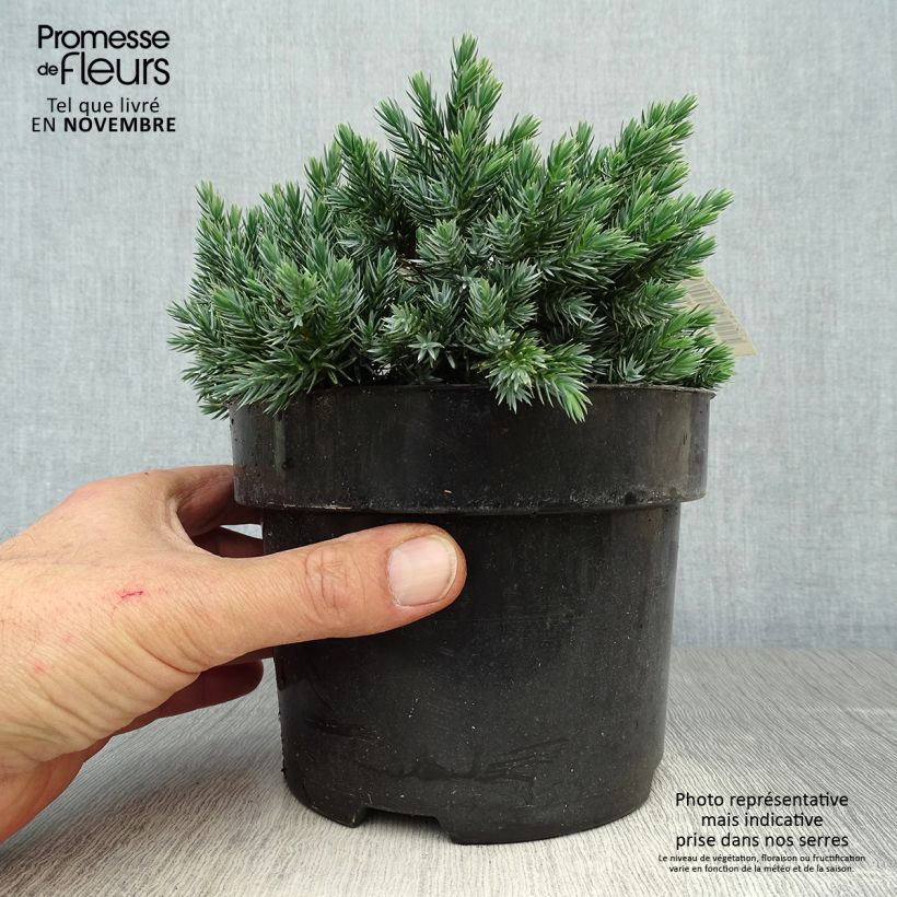 Ejemplar de Juniperus squamata Blue Star - Enebro escamoso Maceta 2L/3L entregado en otoño