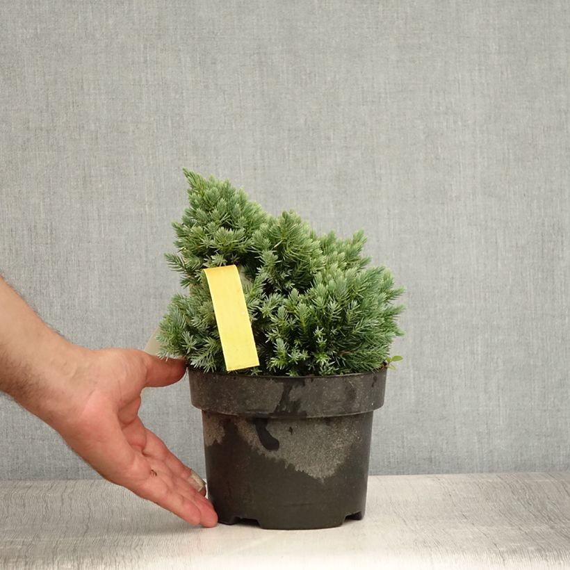 Ejemplar de Juniperus squamata Blue Star - Enebro escamoso Maceta 2L/3L entregado en verano