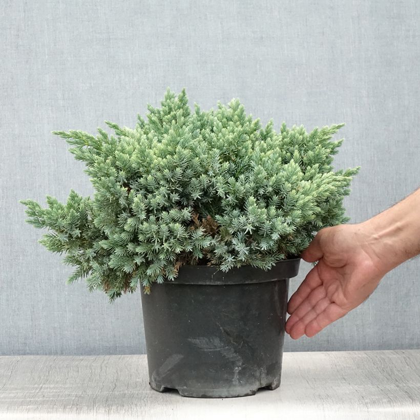 Ejemplar de Juniperus squamata Blue Star - Enebro escamoso Maceta 3L/4L entregado en verano