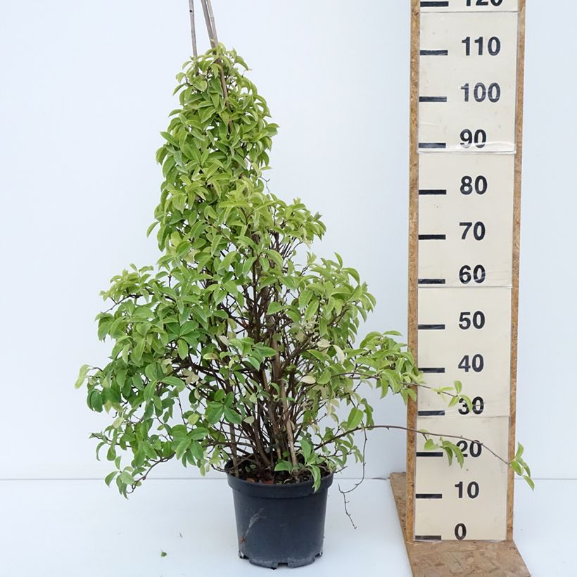 Ejemplar de Kadsura japonica Maceta 6L/7L entregado en otoño