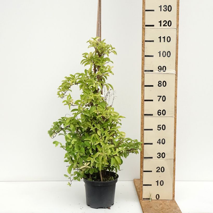 Ejemplar de Kadsura japonica Maceta 6L/7L entregado en verano