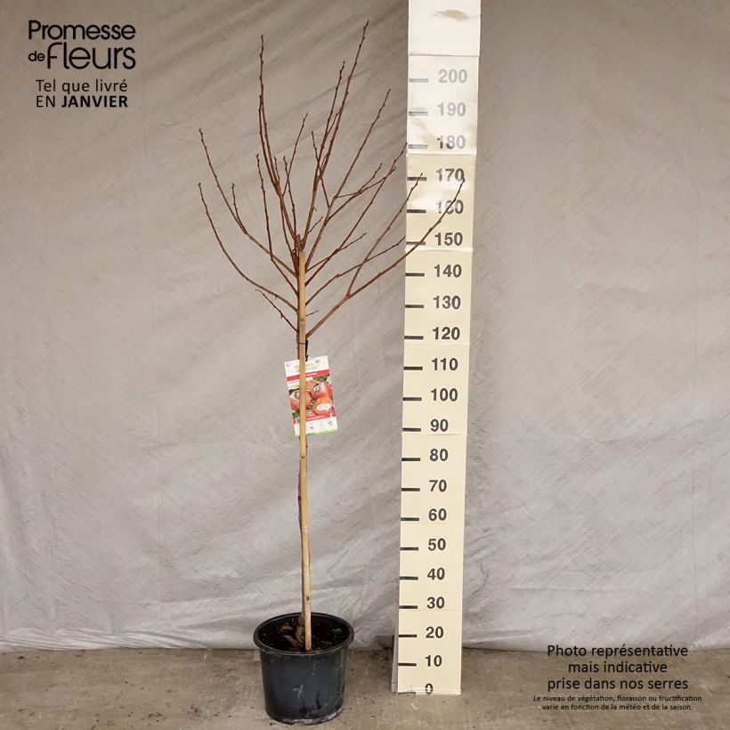 Caqui Muscat Maceta 12L/15L, Medio tallo Ejemplar entregado en invierno