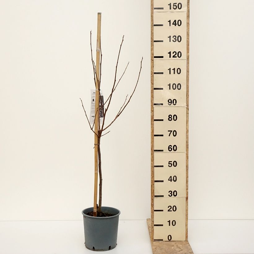 Caqui Muscat Maceta 7,5L/10L, Copa Ejemplar entregado en invierno