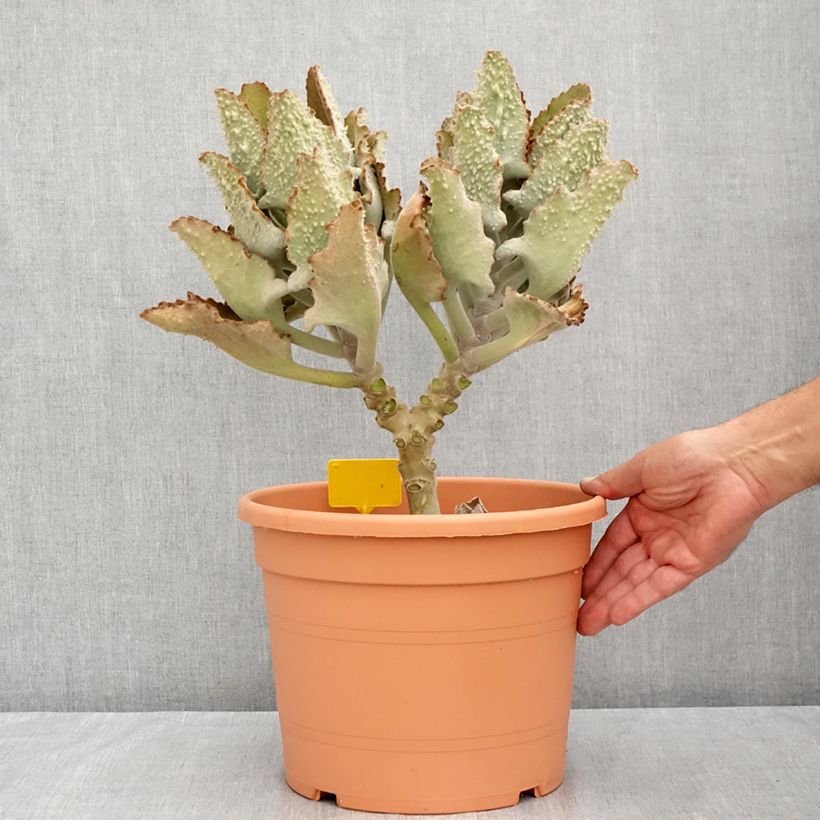 Ejemplar de Kalanchoe beharensis Fang Maceta 7,5L/10L entregado en verano