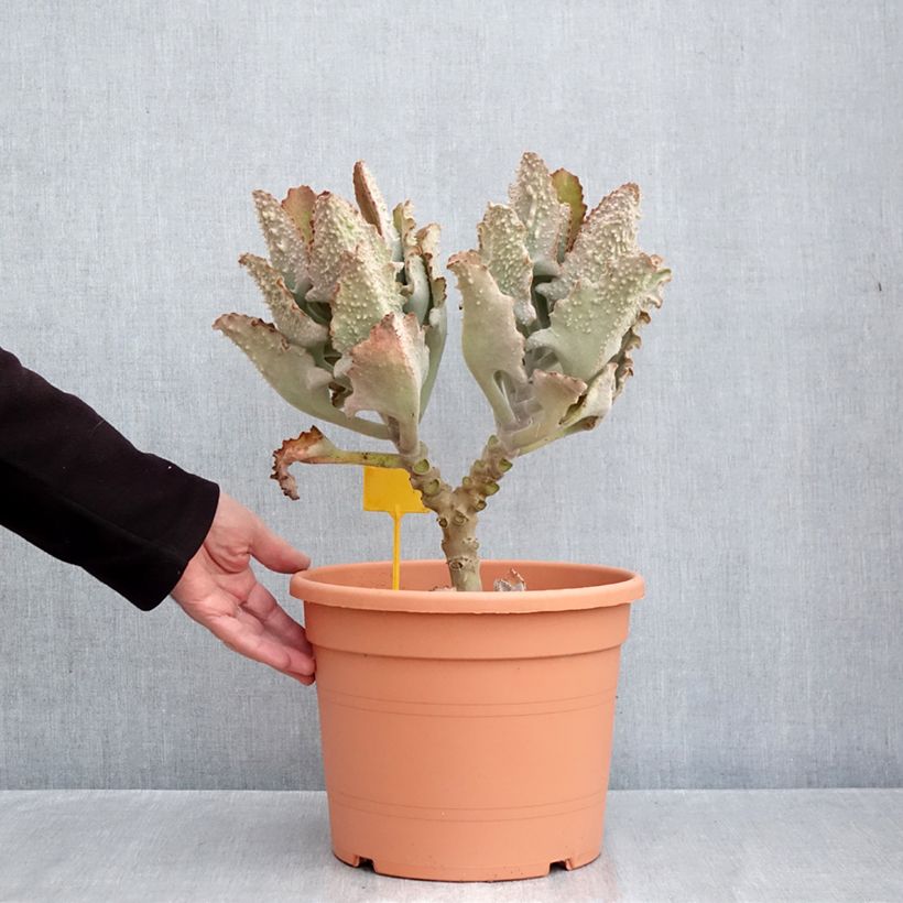 Ejemplar de Kalanchoe beharensis Fang Maceta 7,5L/10L entregado en otoño