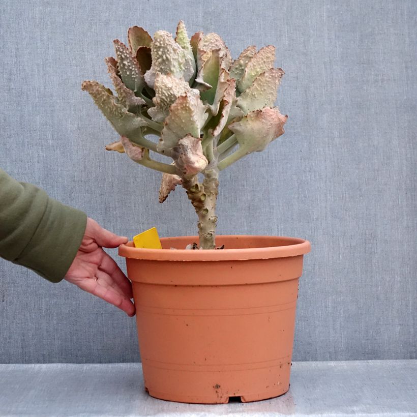 Kalanchoe beharensis Fang Maceta 7,5L/10L Ejemplar entregado en invierno