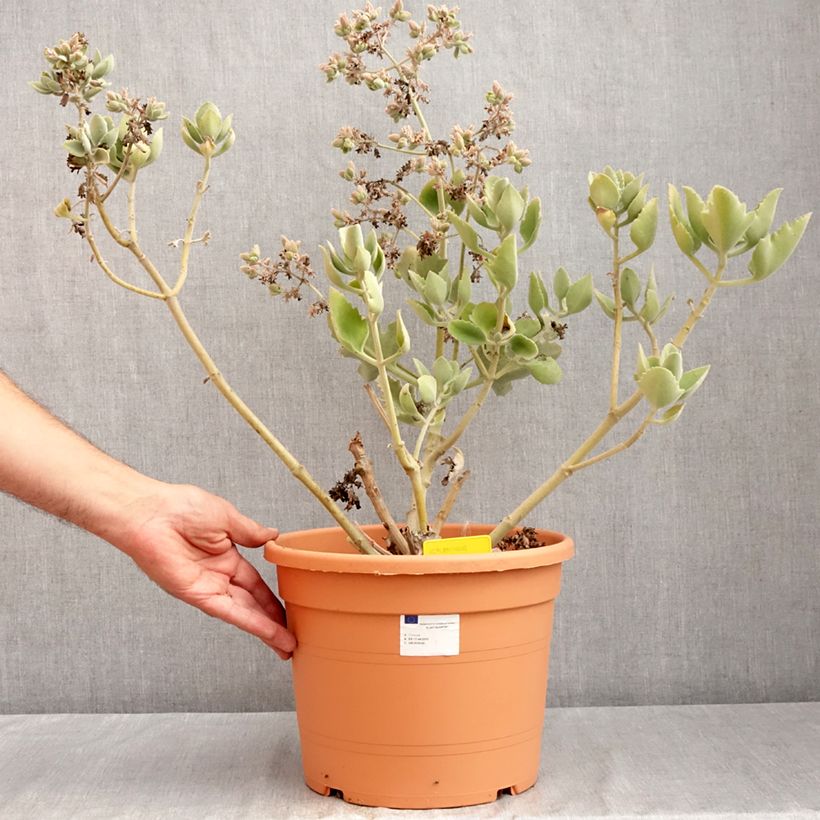 Ejemplar de Kalanchoe beharensis 'Oak Leaf' Maceta 7,5L/10L entregado en verano