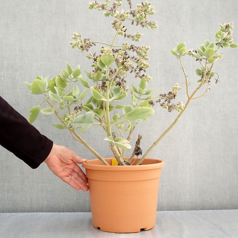 Ejemplar de Kalanchoe beharensis 'Oak Leaf' Maceta 7,5L/10L entregado en otoño