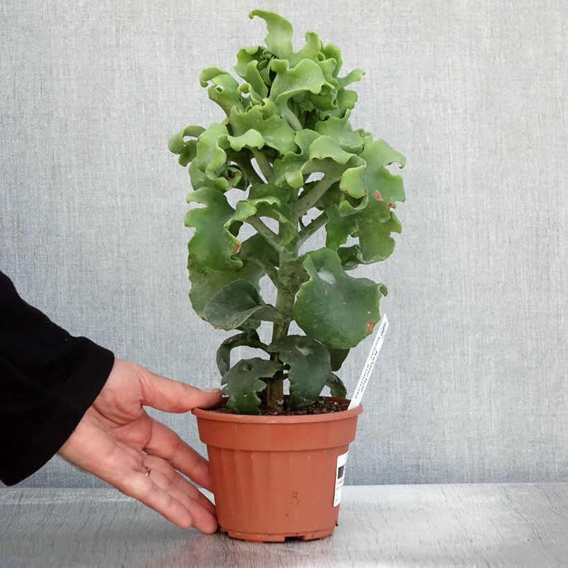 Ejemplar de Kalanchoe beharensis subnuda Maceta de 12 cm / 13 cm entregado en otoño