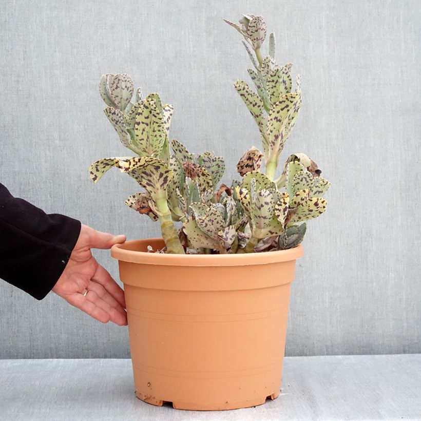 Ejemplar de Kalanchoe marmorata Maceta 7,5L/10L entregado en otoño