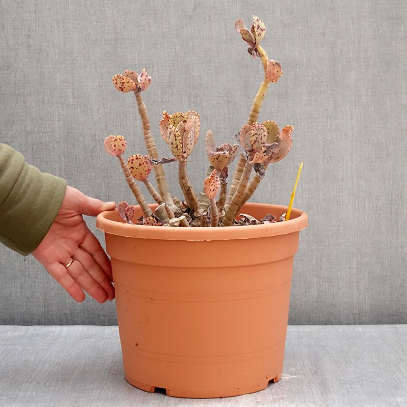 Kalanchoe marmorata Maceta 7,5L/10L Ejemplar entregado en invierno