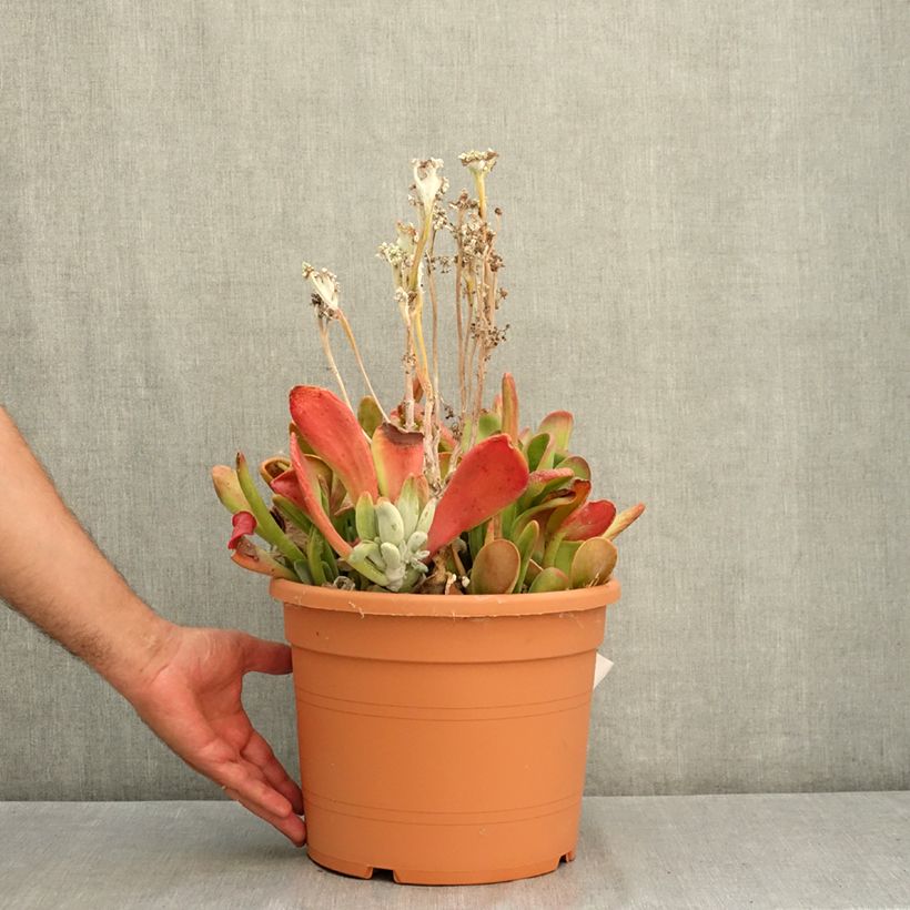 Ejemplar de Kalanchoe Oricula Maceta 7,5L/10L entregado en verano