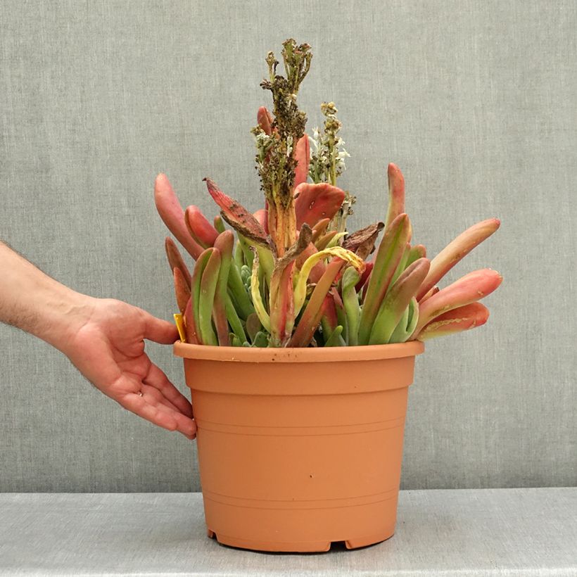 Kalanchoe Oricula Maceta 7,5L/10L Ejemplar entregado en la primavera