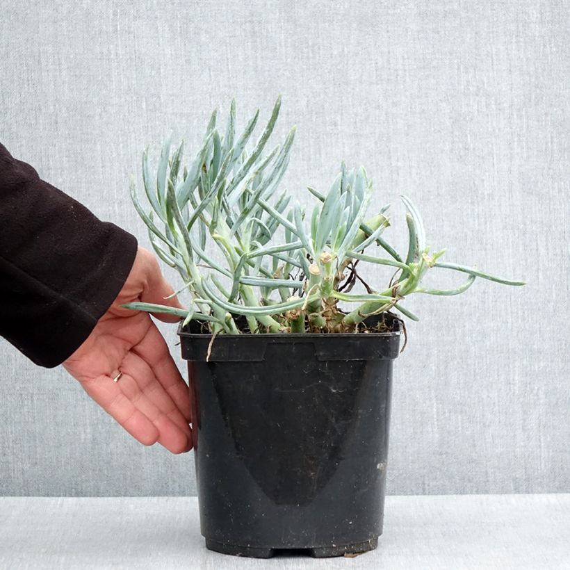 Kalanchoe thyrsiflora Bronze Sculpture Maceta 2L/3L Ejemplar entregado en la primavera