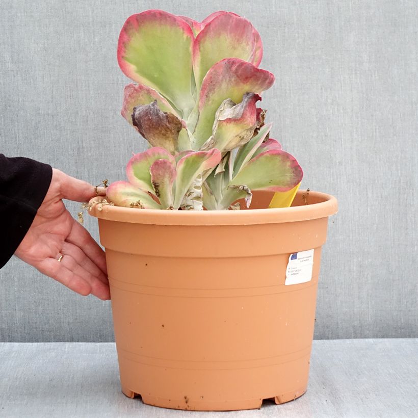 Ejemplar de Kalanchoe thyrsiflora Maceta 7,5L/10L entregado en otoño