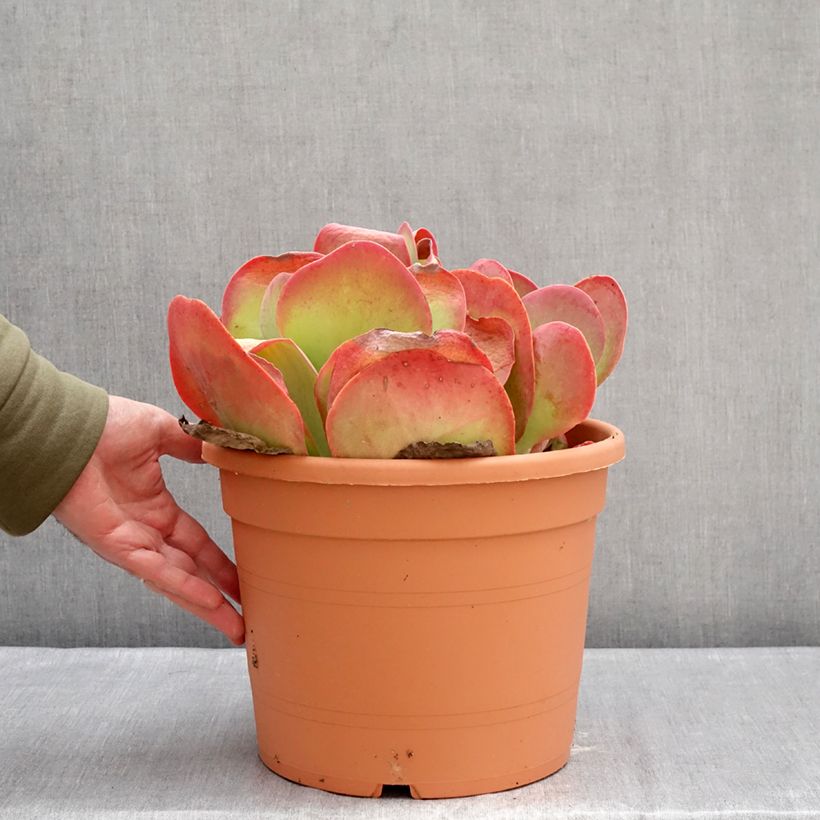 Kalanchoe thyrsiflora Maceta 7,5L/10L Ejemplar entregado en invierno