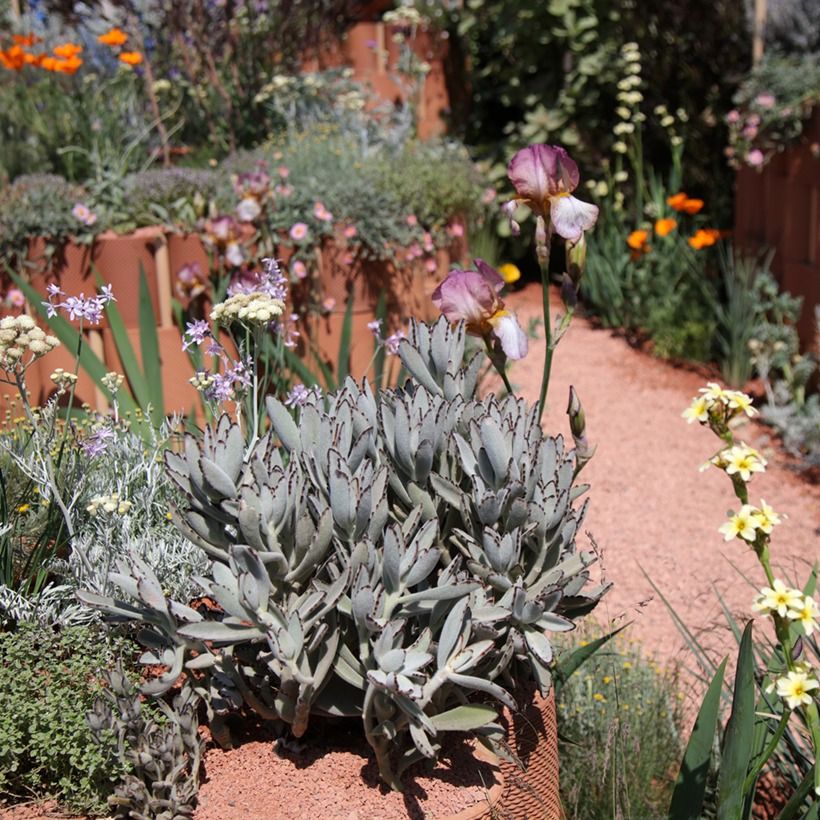 Kalanchoe tomentosa (Porte)