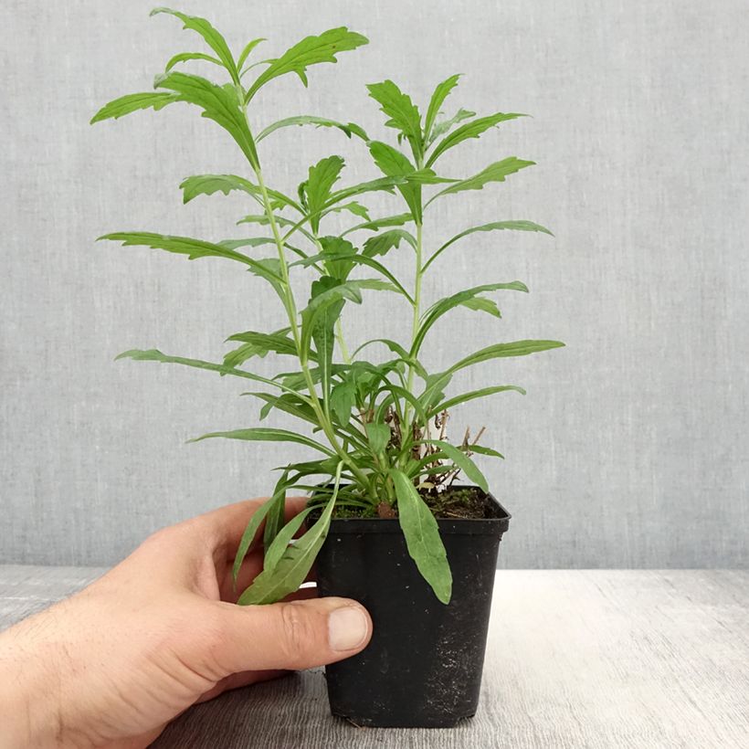 Kalimeris incisa Alba - Aster japonés Maceta de 8/9 cm Ejemplar entregado en la primavera