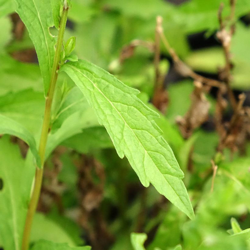 Kalimeris incisa Charlotte - Aster japonés (Follaje)
