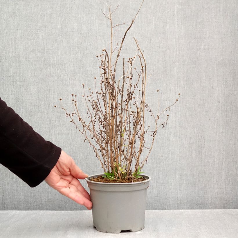 Ejemplar de Kalimeris incisa Charlotte - Aster japonés Maceta 2L/3L entregado en otoño