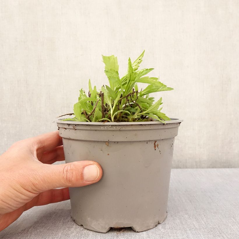 Kalimeris incisa Charlotte - Aster japonés Maceta 2L/3L Ejemplar entregado en la primavera