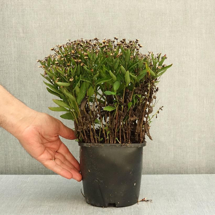 Ejemplar de Kalimeris incisa Nana Blue - Aster japonés Maceta 2L/3L entregado en otoño