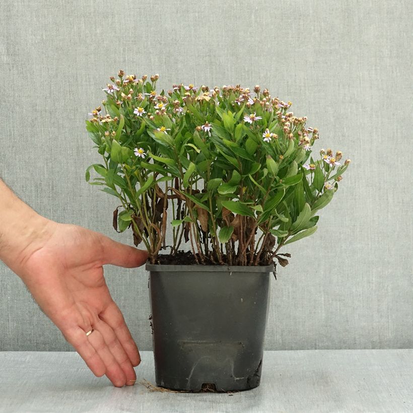 Ejemplar de Kalimeris incisa Nana Blue - Aster japonés Maceta 2L/3L entregado en verano