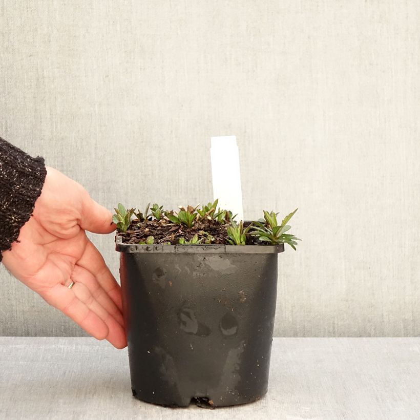 Kalimeris incisa Nana Blue - Aster japonés Maceta 2L/3L Ejemplar entregado en invierno