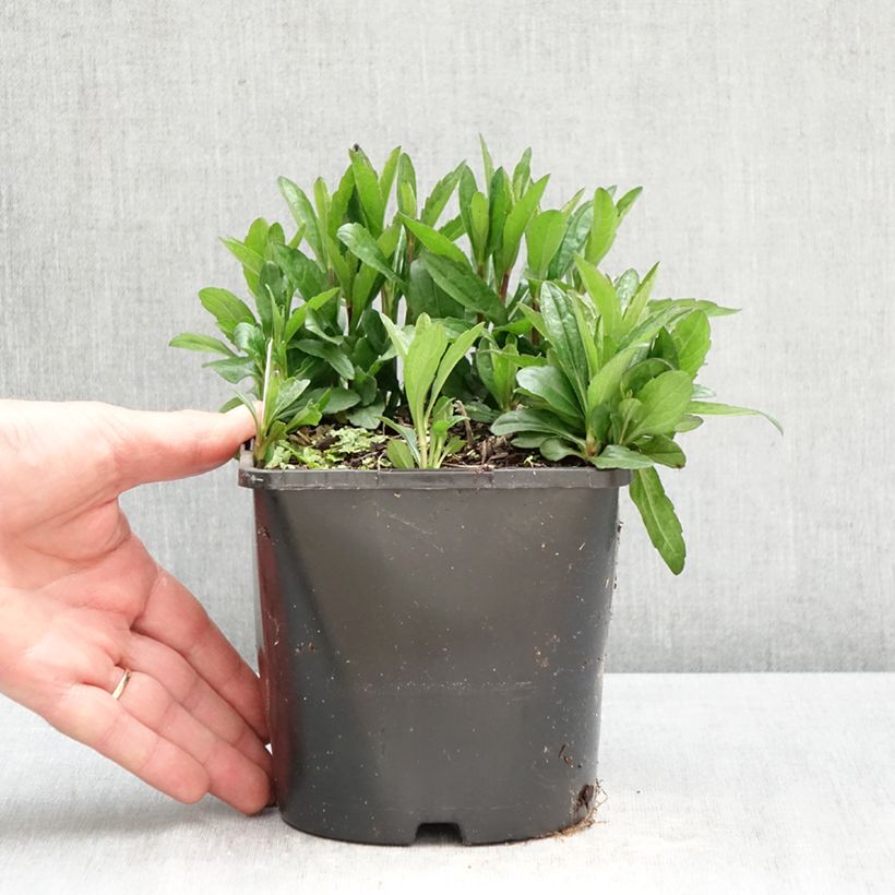 Kalimeris incisa Nana Blue - Aster japonés Maceta 2L/3L Ejemplar entregado en la primavera