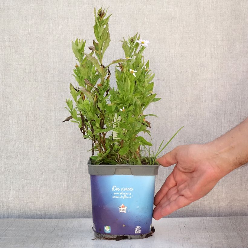 Ejemplar de Kalimeris incisa - Aster japonés Maceta 2L/3L entregado en verano