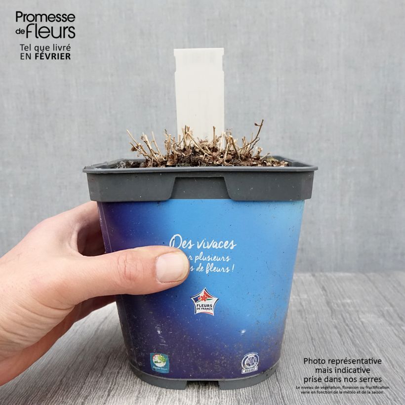 Kalimeris incisa - Aster japonés Maceta 2L/3L Ejemplar entregado en invierno