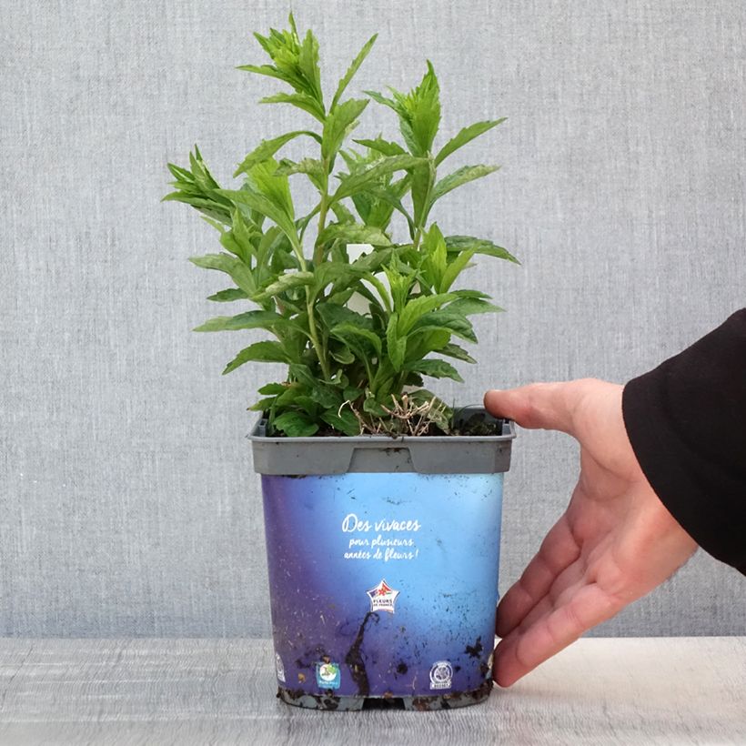 Kalimeris incisa - Aster japonés Maceta 2L/3L Ejemplar entregado en la primavera