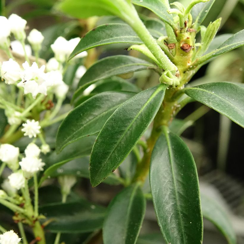 Kalmia latifolia Elf (Follaje)
