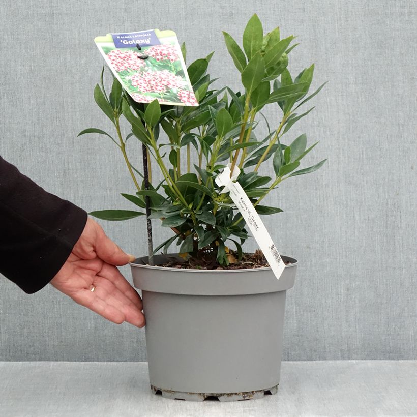 Ejemplar de Kalmia latifolia Galaxy Maceta 4L/5L entregado en otoño