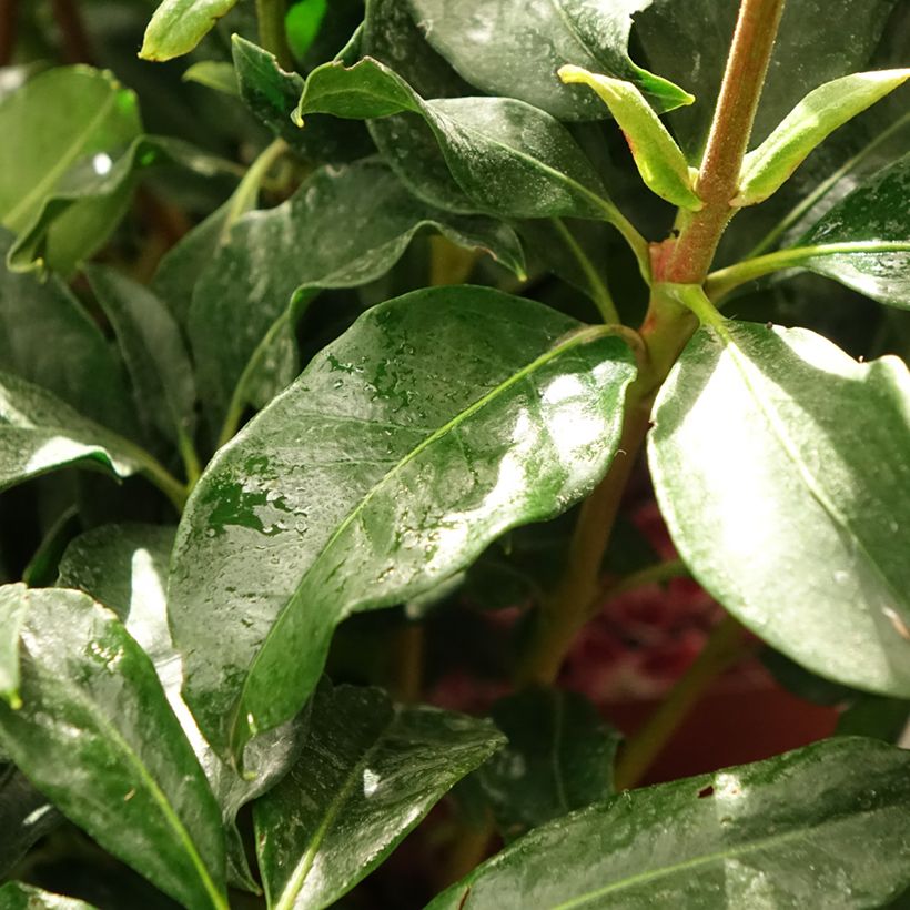 Kalmia latifolia Galaxy (Follaje)