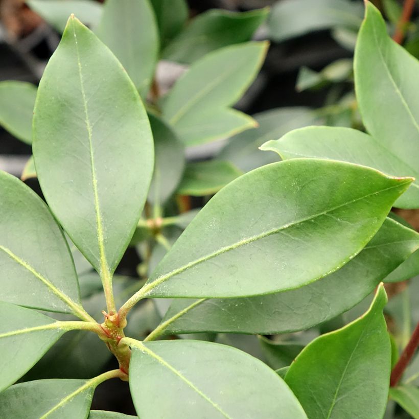 Kalmia latifolia Ideal -Laurel de montaña (Follaje)