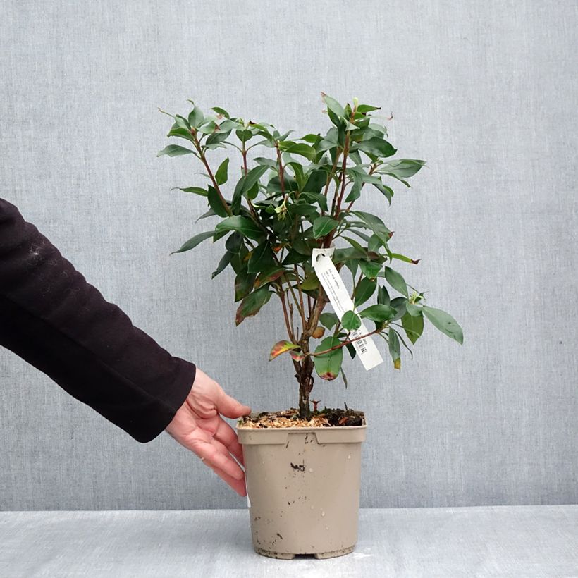 Ejemplar de Kalmia latifolia Ideal -Laurel de montaña Maceta 3L/4L entregado en otoño