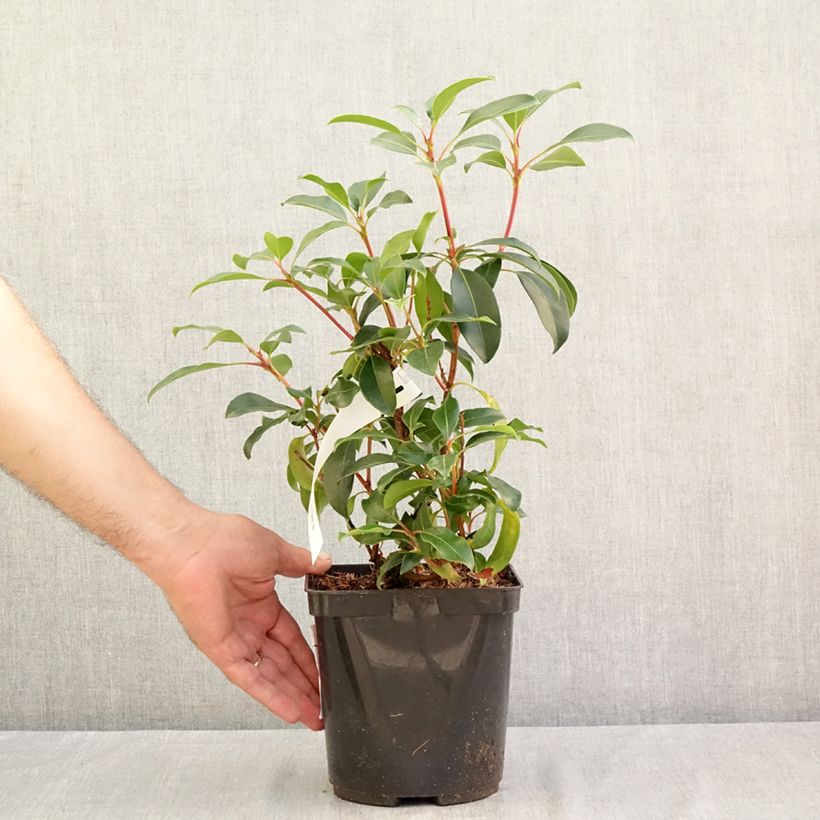 Ejemplar de Kalmia latifolia Keepsake Maceta 2L/3L entregado en verano