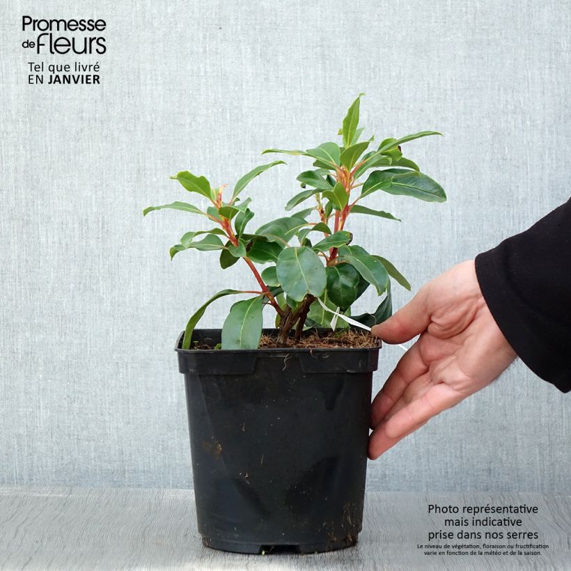 Kalmia latifolia Keepsake Maceta 2L/3L Ejemplar entregado en invierno