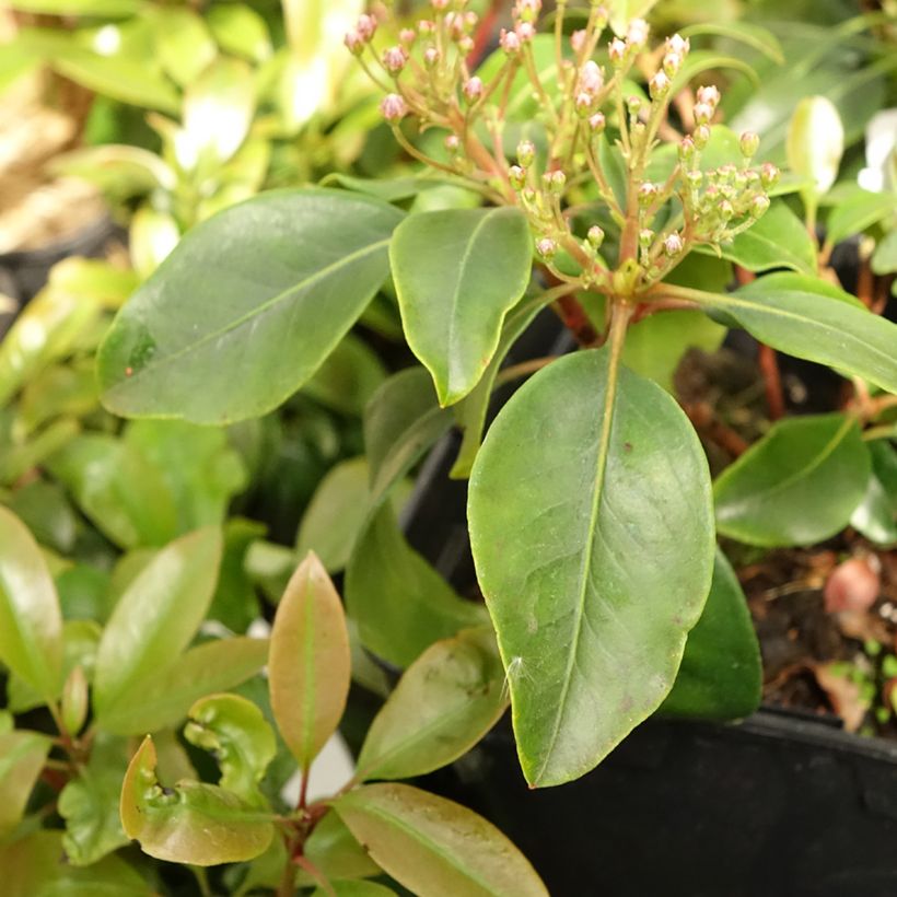 Kalmia latifolia Keepsake (Follaje)