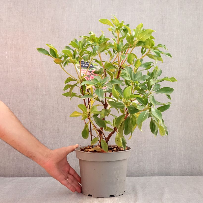 Ejemplar de Kalmia latifolia Olympic Fire Maceta 3L/4L entregado en verano