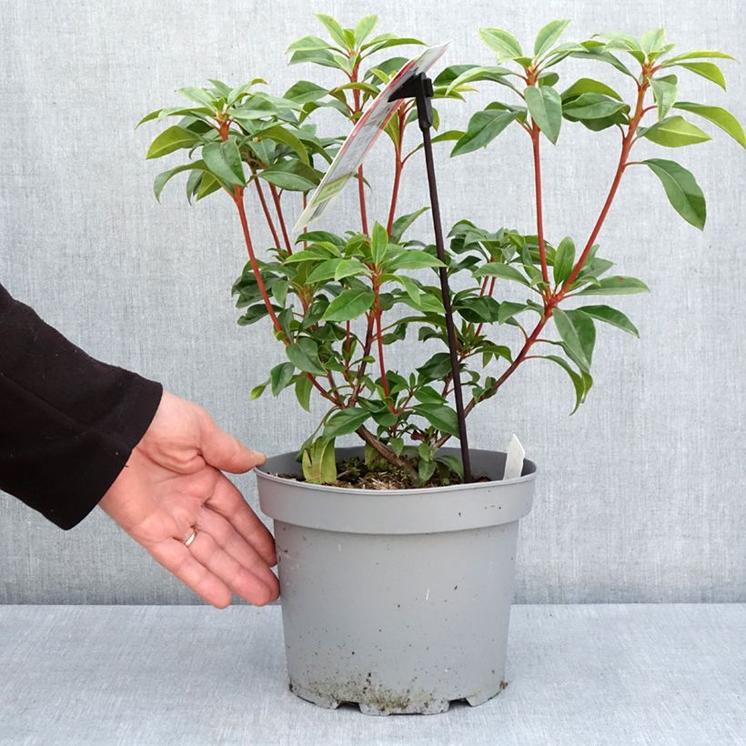 Kalmia latifolia Otsbo Red Maceta 2L/3L Ejemplar entregado en la primavera