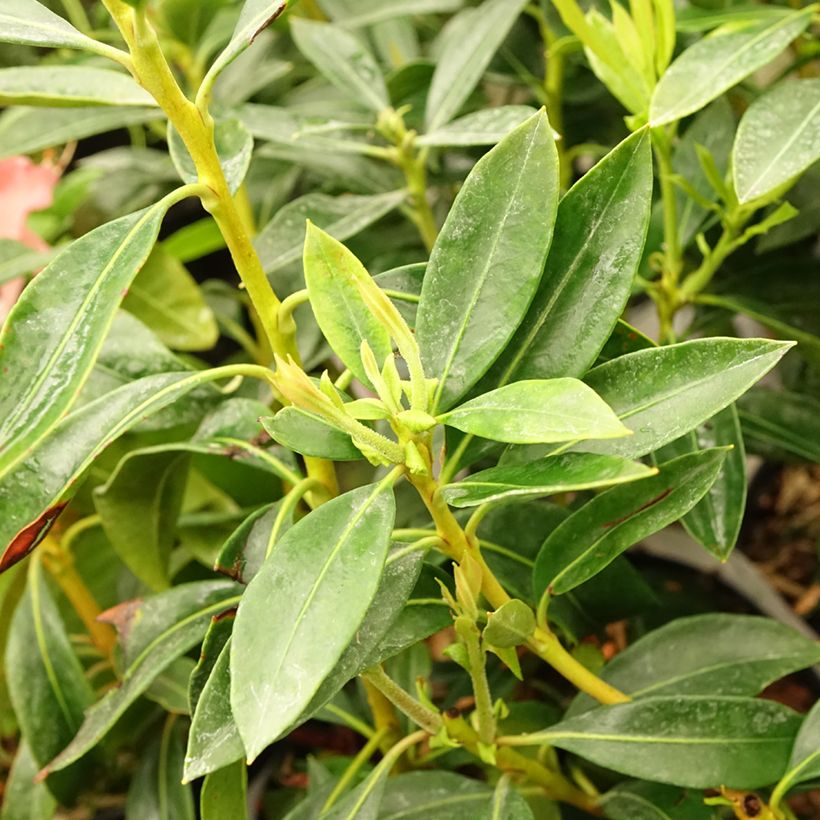 Kalmia latifolia Pinwheel (Follaje)