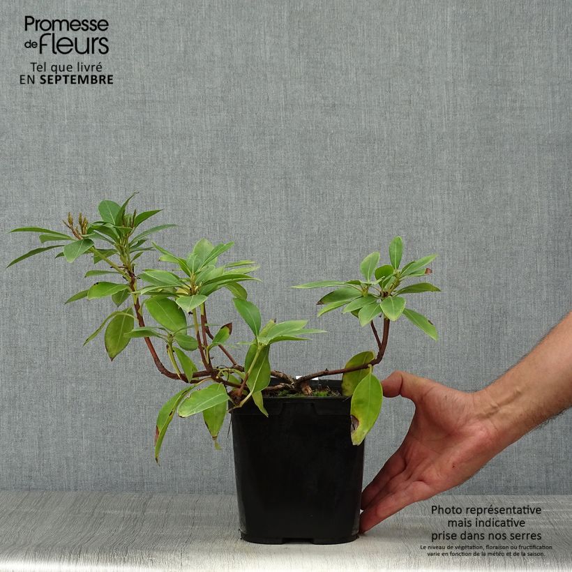 Ejemplar de Kalmia latifolia Tad Maceta 3L/4L entregado en otoño