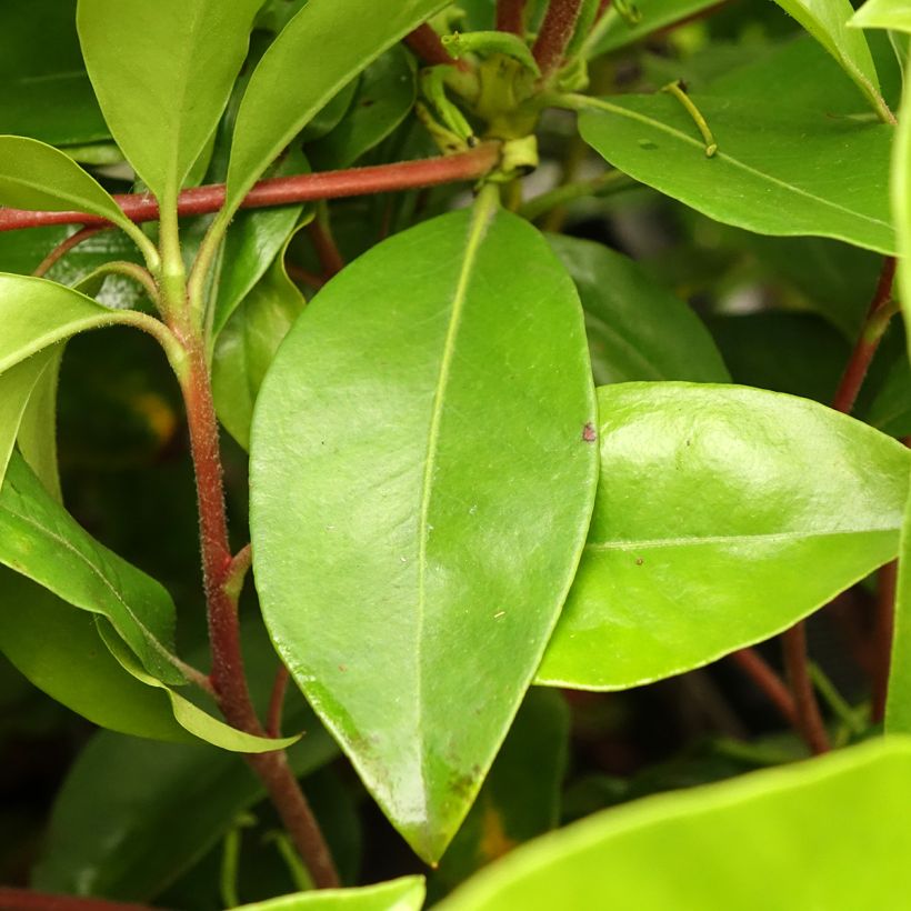 Kalmia latifolia Windmill - Laurel de montaña (Follaje)