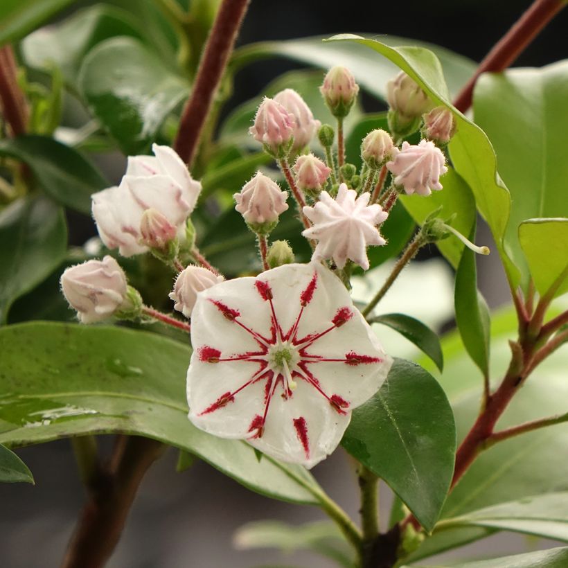 Kalmia latifolia Windmill - Laurel de montaña (Floración)