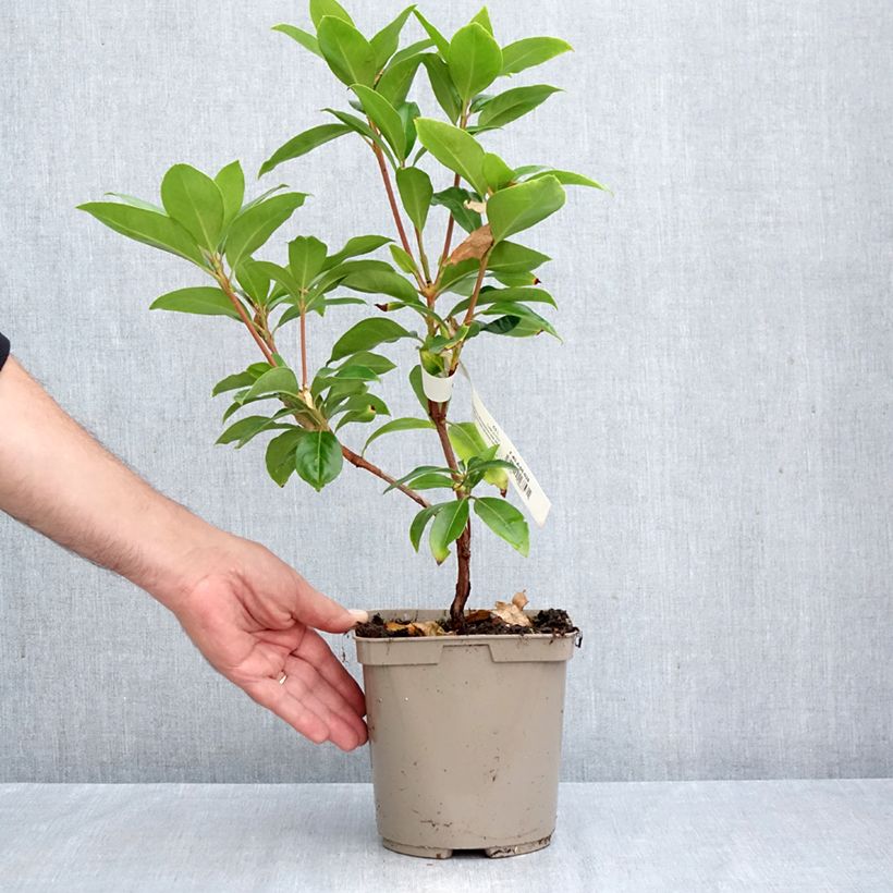 Ejemplar de Kalmia latifolia Windmill - Laurel de montaña Maceta 3L/4L entregado en otoño