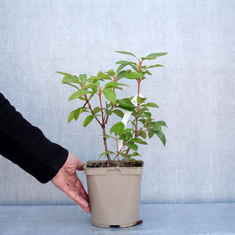 Kalmia latifolia Windmill - Laurel de montaña Maceta 3L/4L Ejemplar entregado en invierno